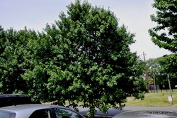 Acer rubrum 'Sun Valley' — photo 3